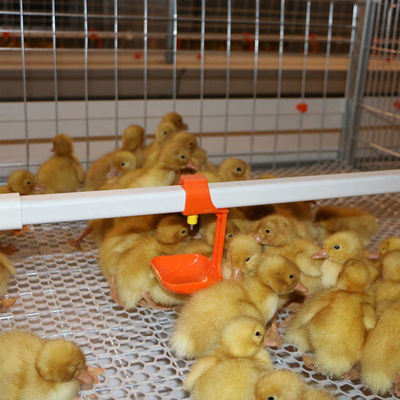 Animal&Poultry Husbandry Equipment Chicken Waters Automatic Poultry Nipple Drinking System