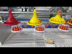 Automatisches Geflügelfütterungs-System